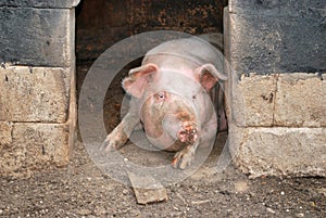 Pig in its pigsty