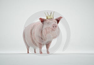 Pig with a king crown on studio background . Political corruption and fake news concept
