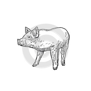 Pig or Little Piggie Hand Drawn Vector Illustration. Abstract Domestic Animal Sketch. Engraving Style Drawing. Isolated photo