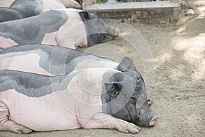 Pig in livestock farm.