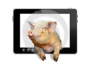 Pig looks out from tablet isolated on the white