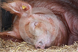 Pig lying down asleep with a smile