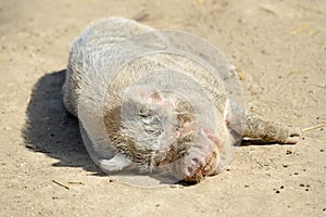 Pig lying on the farm