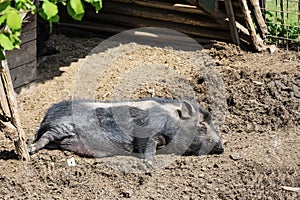 Pig lying and resting in the mud