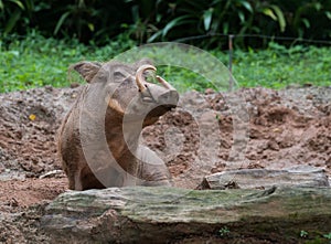 Pig male with large tusks sits in a puddle, and looks into the camera Singapore Zoo