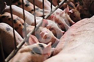 Pig mother feeds the newborn piglets with their milk.