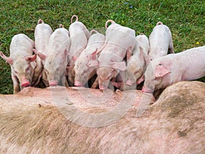 Pig mother feeds the newborn piglets with their milk. Small strong pigs suck a healthy sow. Little pigs eating milk from mother on