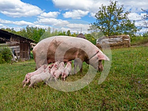 Pig mother feeds the newborn piglets with their milk. Small strong pigs suck a healthy sow. Little pigs eating milk from mother on