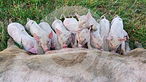 Pig mother feeds the newborn piglets with their milk. Small strong pigs suck a healthy sow. Little pigs eating milk from mother on