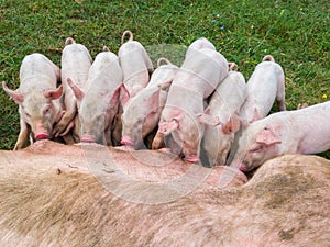 Pig mother feeds the newborn piglets with their milk. Small strong pigs suck a healthy sow. Little pigs eating milk from mother on