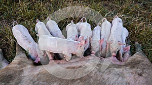 Pig mother feeds the newborn piglets with their milk. Small strong pigs suck a healthy sow. Little pigs eating milk from mother on