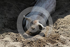 Pig in the mud