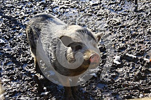Pig in the mud