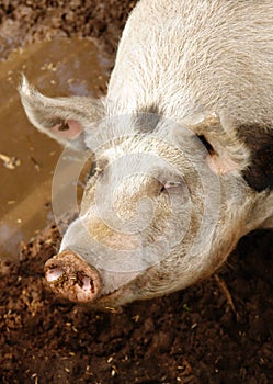 Pig and mud