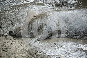 Pig in the mud