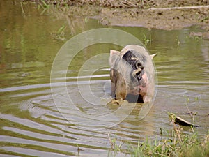 A pig in the mud of a pond