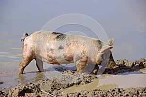 A pig in the mud of a pond