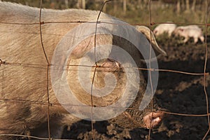 Pig in a muddy field