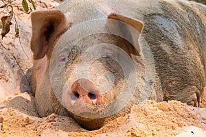 Pig nose in the pen. Focus is on nose. Shallow depth of field