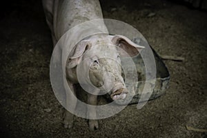 Pig nose in the pen. Shallow depth of field.