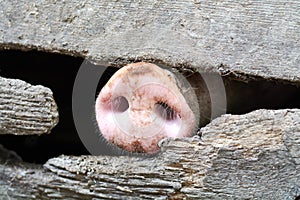 Pig nose in the pen. Shallow depth of field.