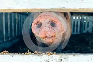 Pig nose in pigsty, close up