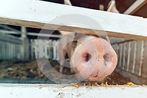 Pig nose in pigsty, close up