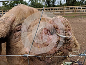 Pig With Nose Ring To Control Rooting photo