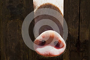 Pig nose in wooden fence. Young curious pig smells photo camera. Funny village scene with pig.