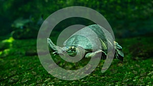 The pig-nosed turtle (Carettochelys insculpta)