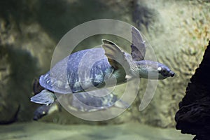 Pig-nosed turtle (Carettochelys insculpta)