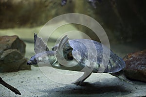 Pig-nosed turtle (Carettochelys insculpta).