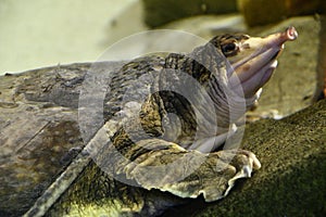 A Pig-Nosed Turtle