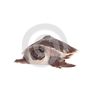 The pig-nosed turtle on white