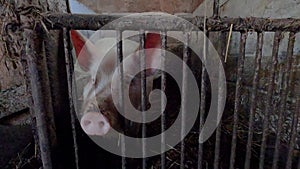 Pig on an old farm behind bars in an old dirty pen