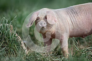 A pig in an organic French farm