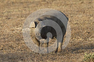 Pig in pasture, Salamanca, Castilla y Leon