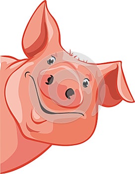 Pig peeking out from the left - vector