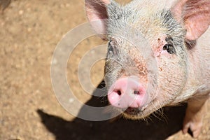 Pig Peering Up with a Pink Snout