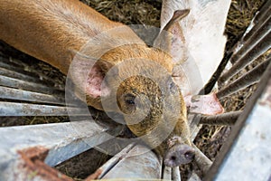 Pig in pen