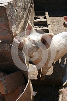 Pig in pen