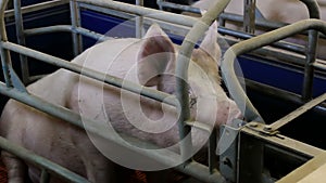 Pig in the pen