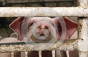 The pig at a pig farm