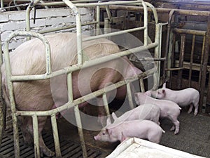 Pig on a pig farm in eastern Siberia