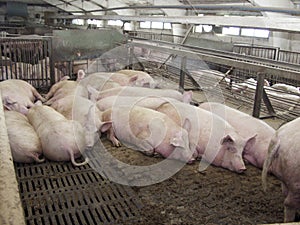 Pig on a pig farm in eastern Siberia