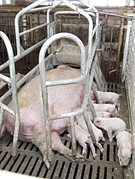 Pig on a pig farm in eastern Siberia