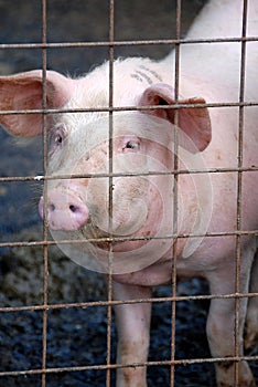 Pig in pig sty