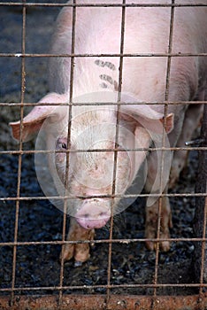 Pig in pig sty