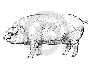 Pig2Pig, swine, hog sow piggy piglet piggie pigling brawn boar g photo