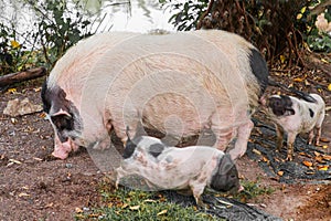 Pig and Piglet for food